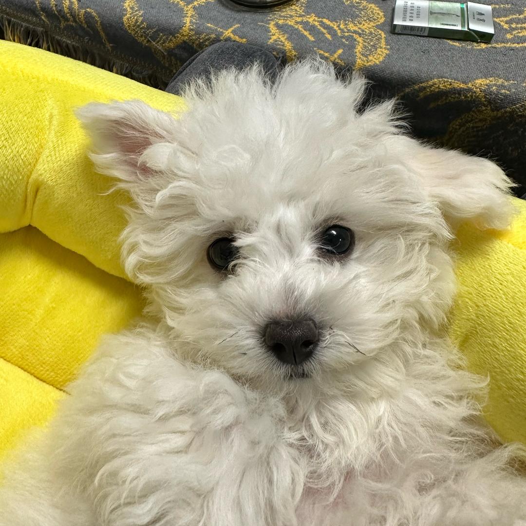 想吃山竹aaqiiuu_