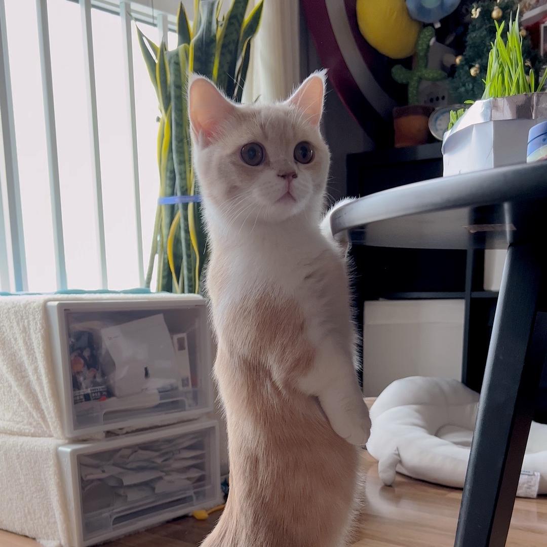 杰克卷儿柿子猫