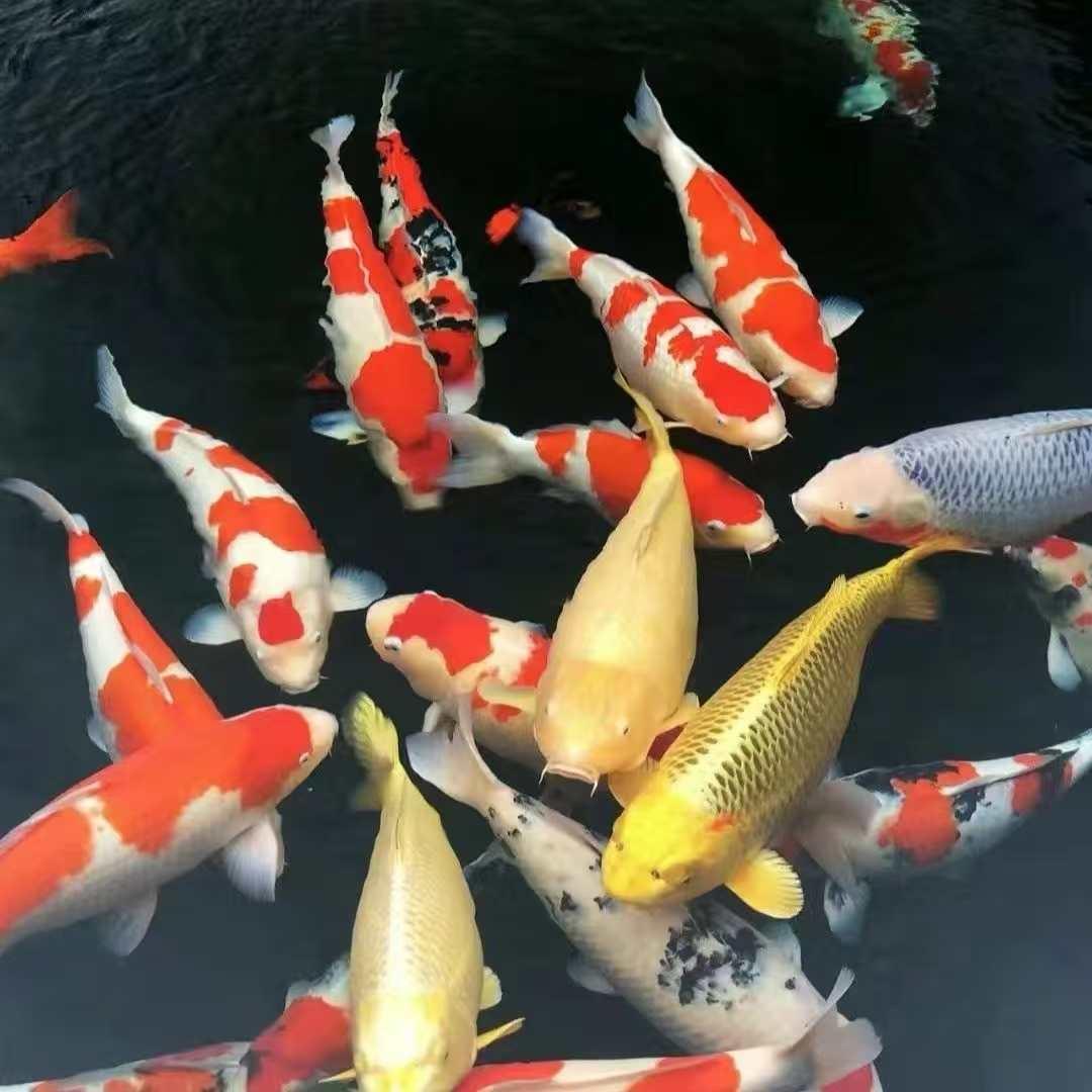 锦上锦鲤优选