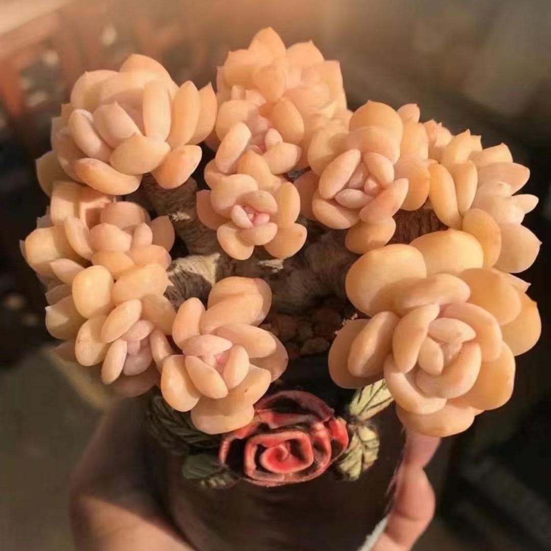 大菲菲