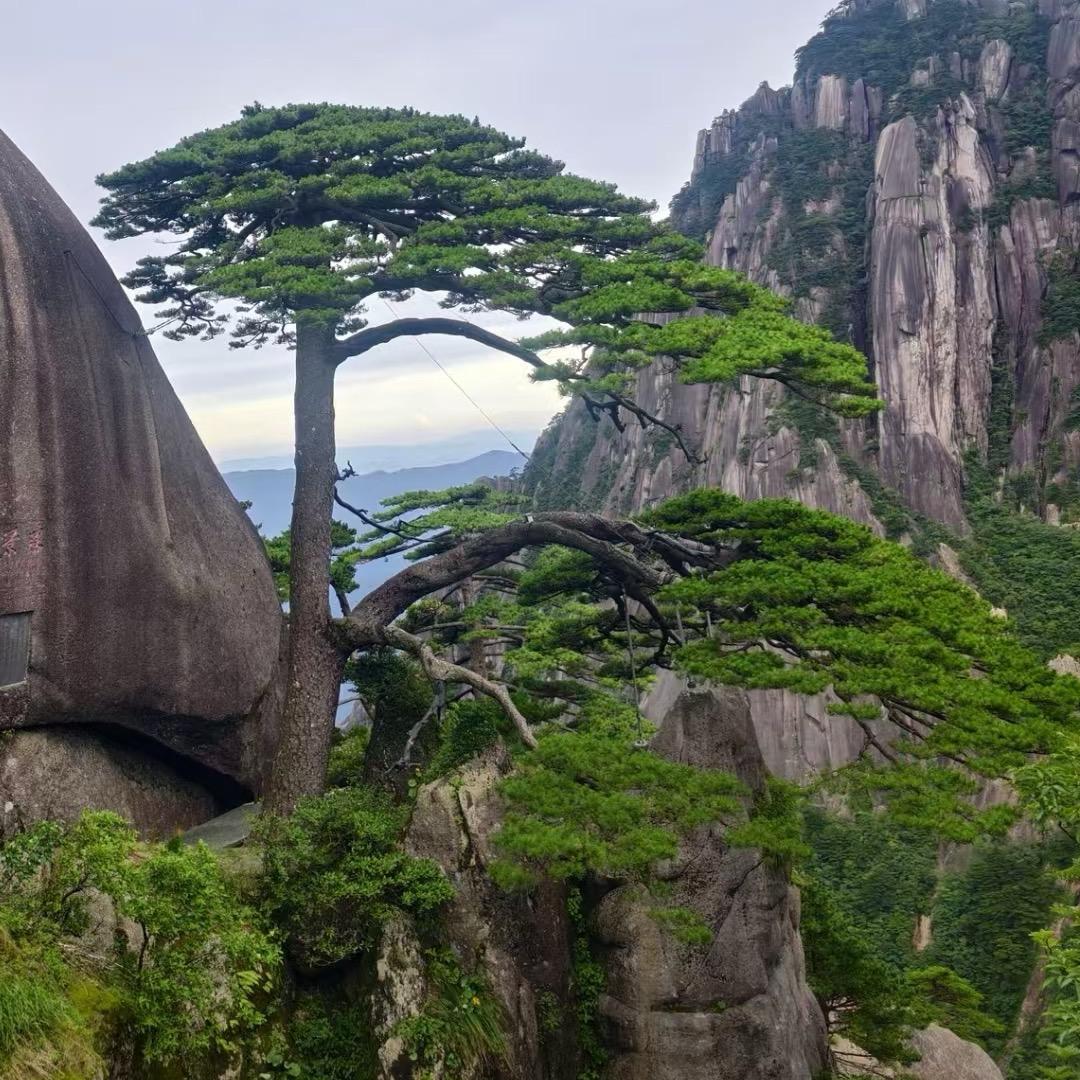 盛泰园 别墅庭院景观松