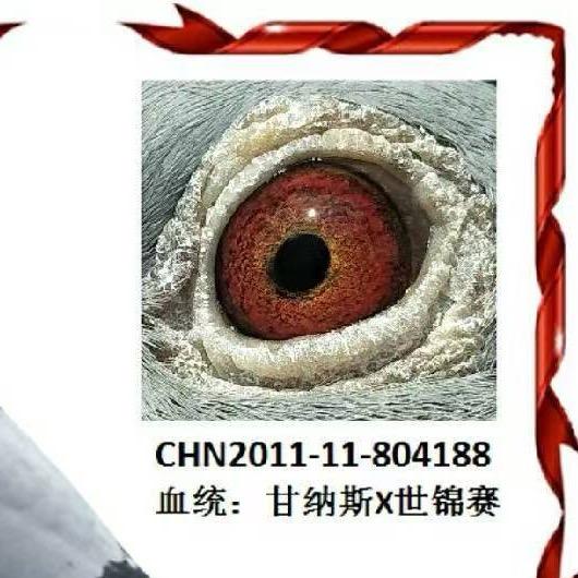 跃龙哥