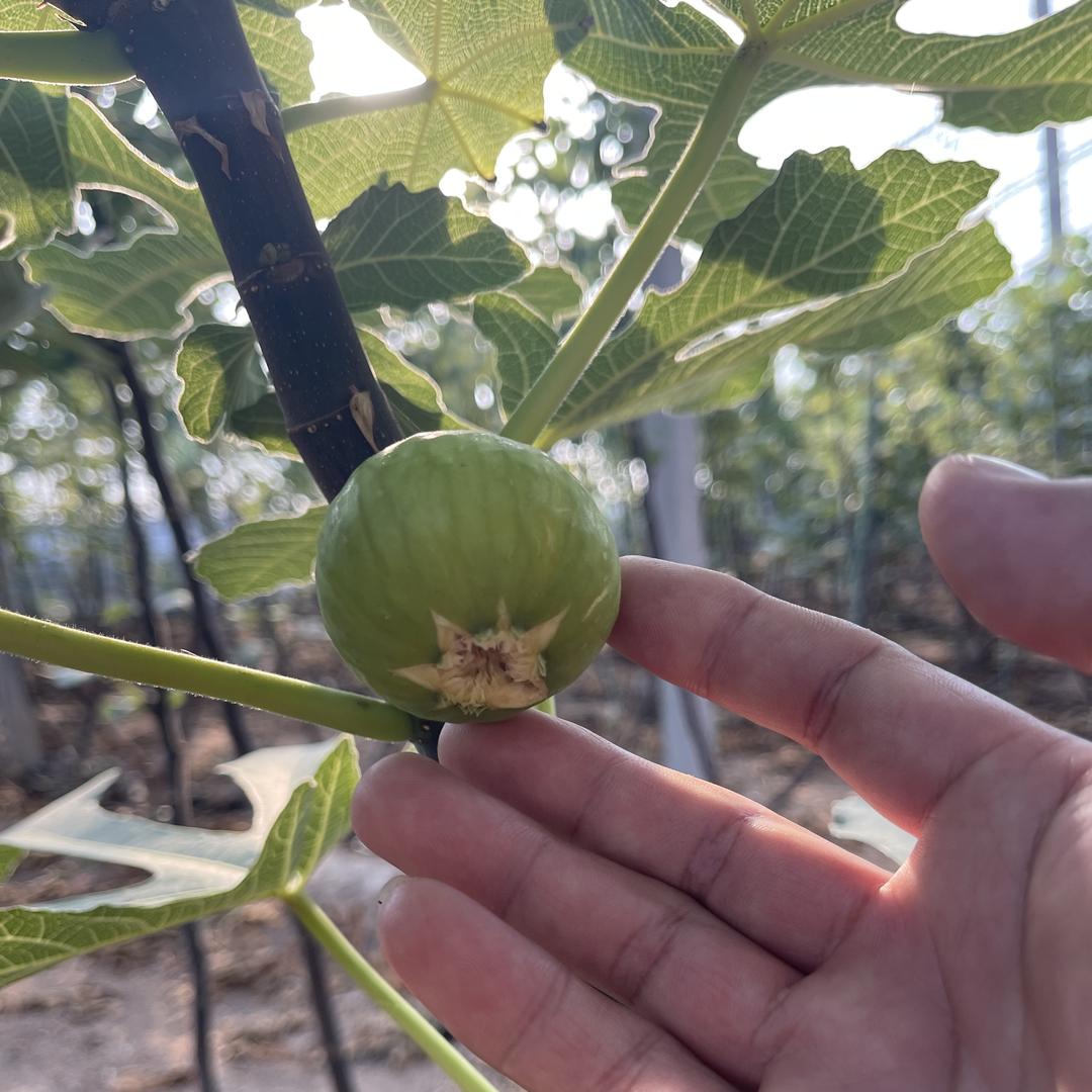 钊花果树苗木专营店