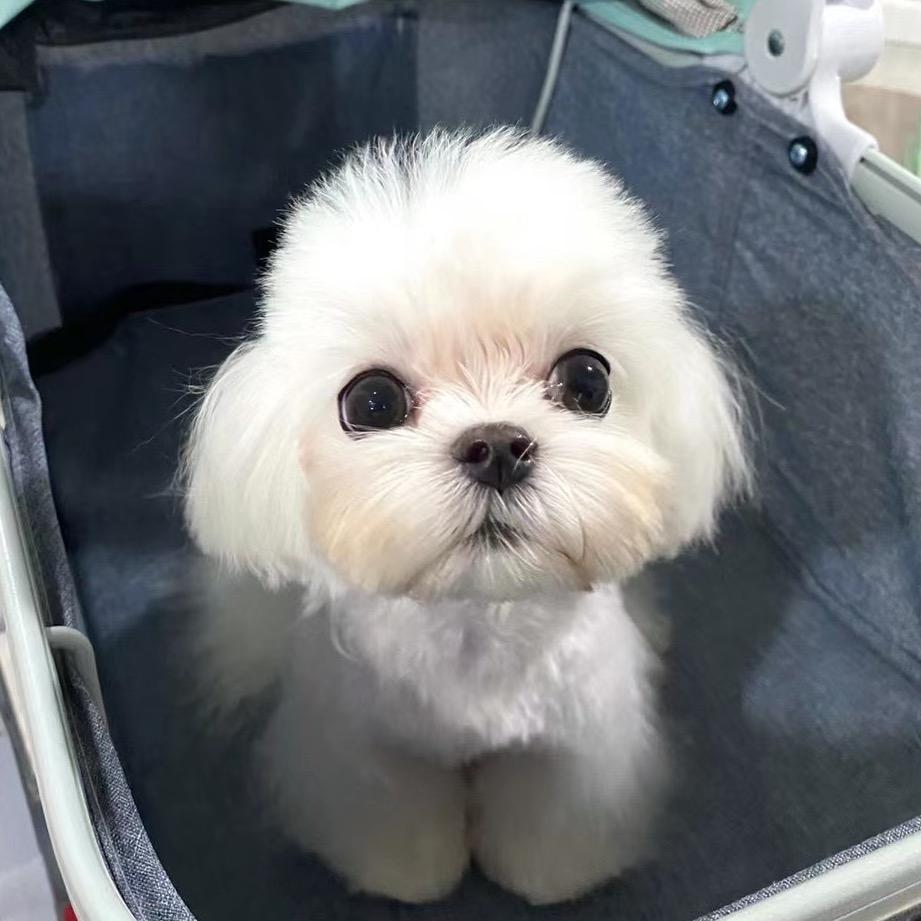陳小臭