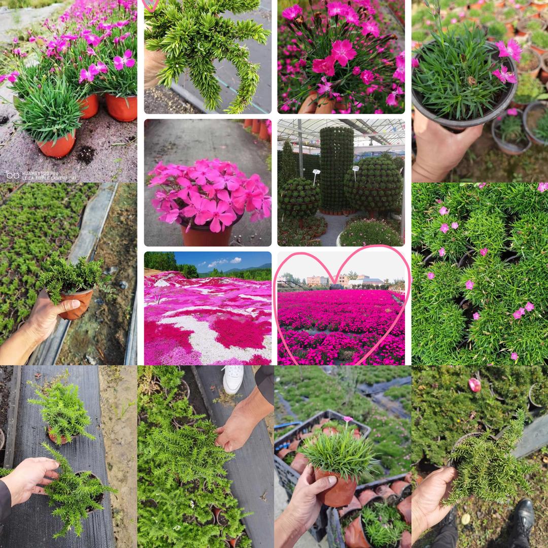 欧石竹，芝樱基地