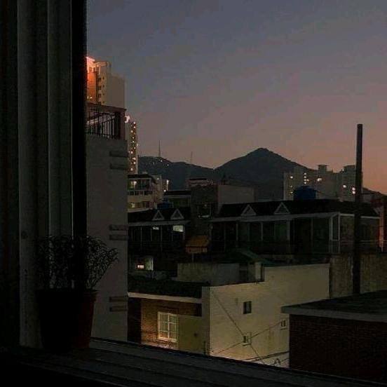 山茶花