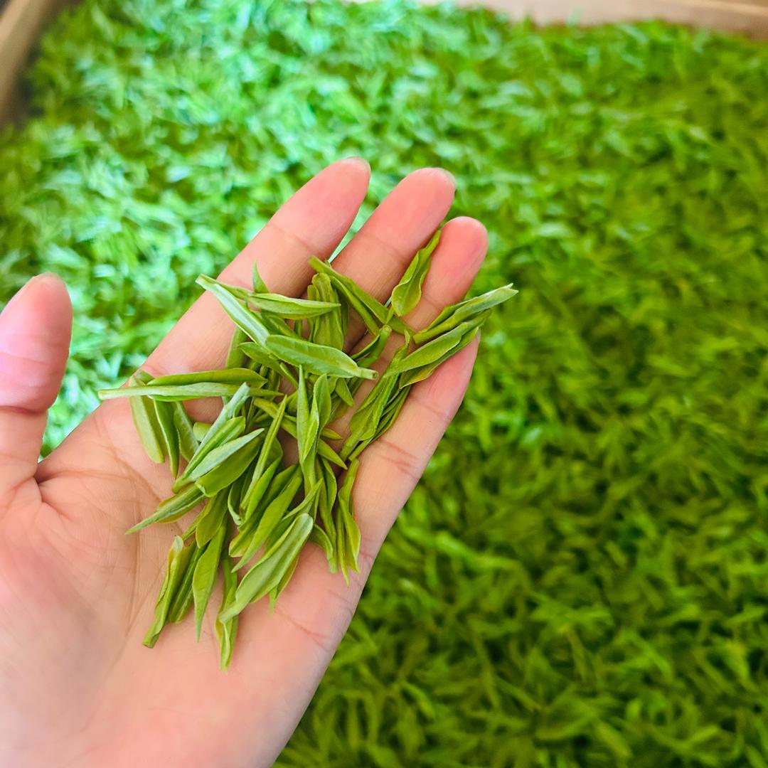 @晚安😴🍵安吉白茶