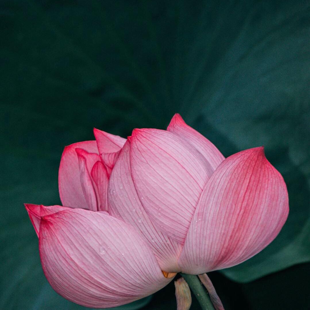 破壁机源头厂家