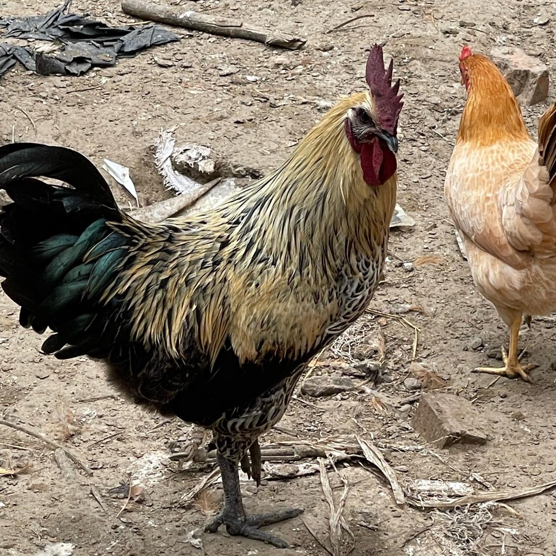 仙桃豆豆家庭农场