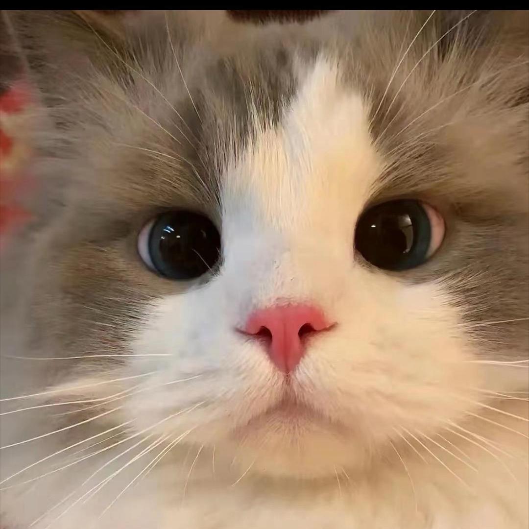绿毛小龟