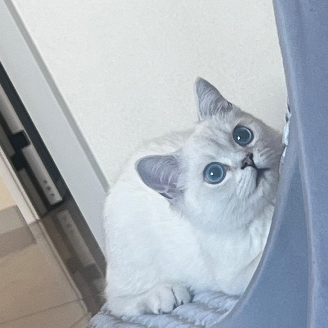 小鲸晶啊✨