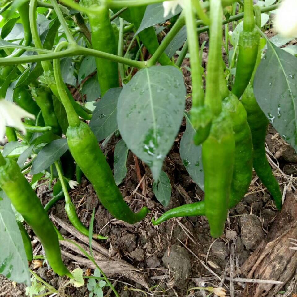 豆
