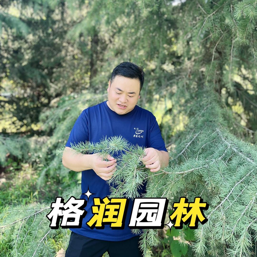 劳恩格润园林养护陈留阳