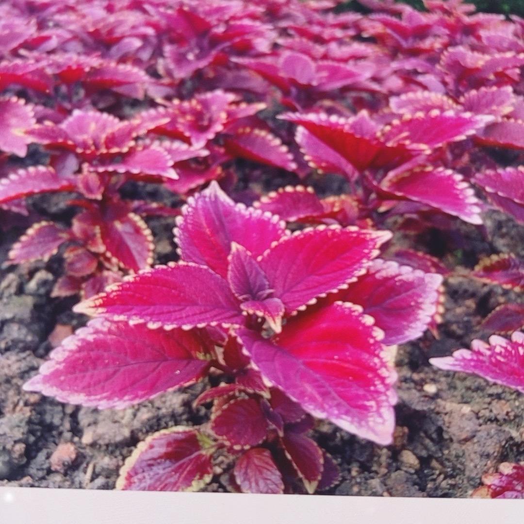 liser广州丽婉科技有限公司管理号