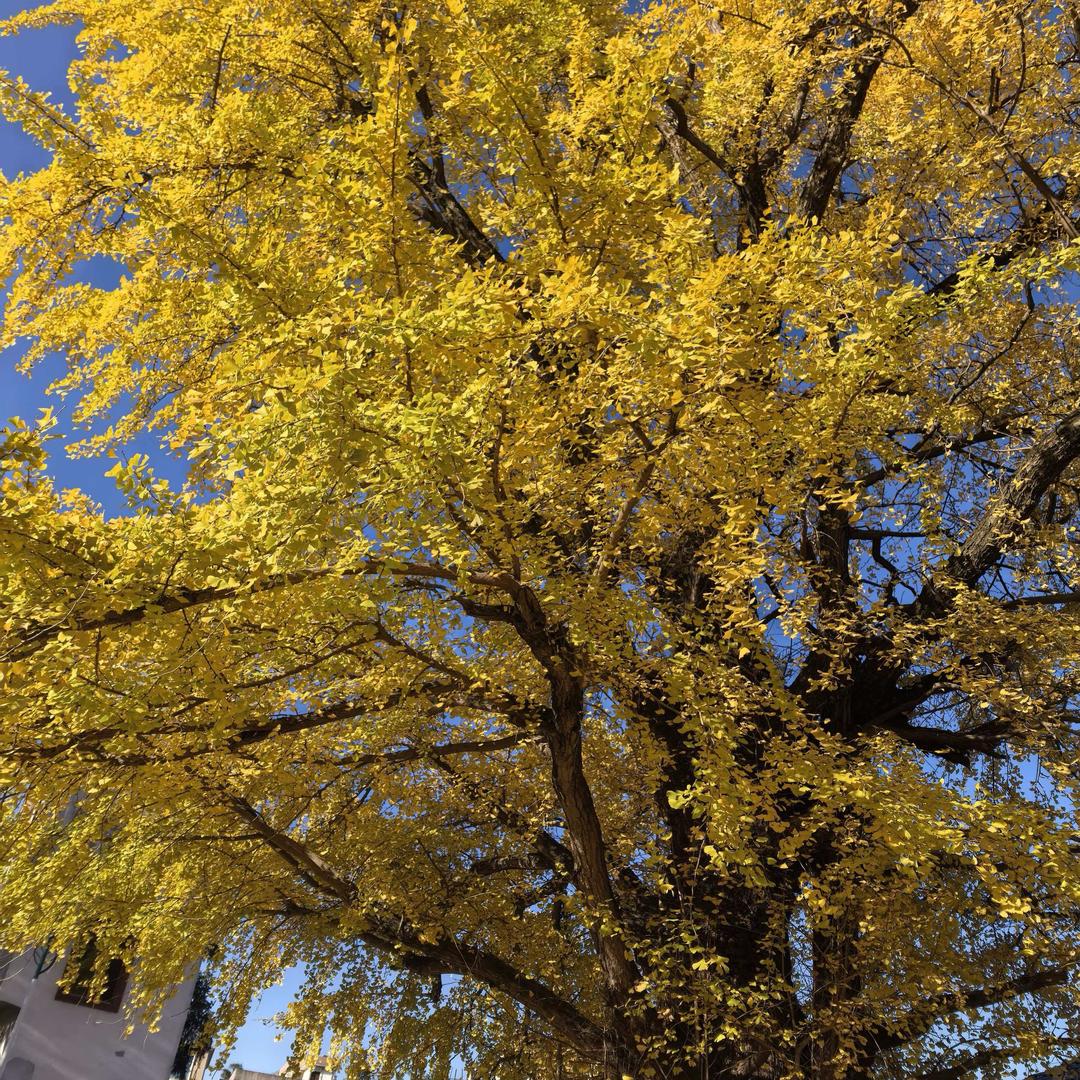 ㅤㅤㅤㅤㅤㅤ    ㅤㅤㅤㅤ莫言