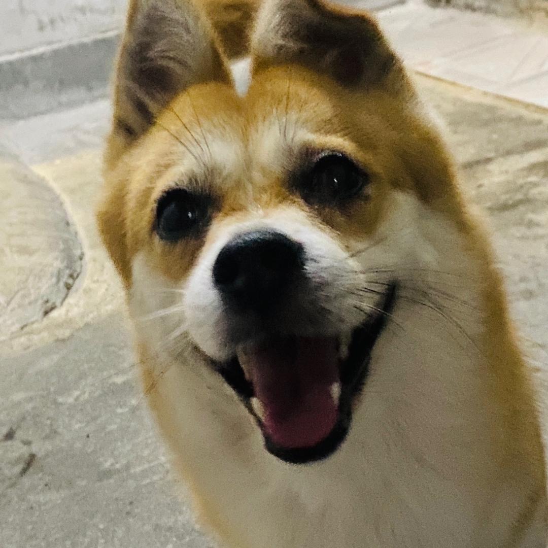 🍗🍗🍗胖胖的言午