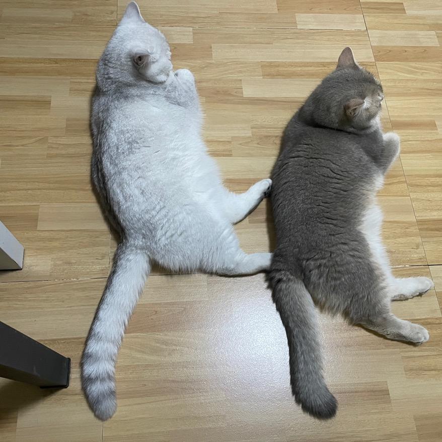 银渐层小小