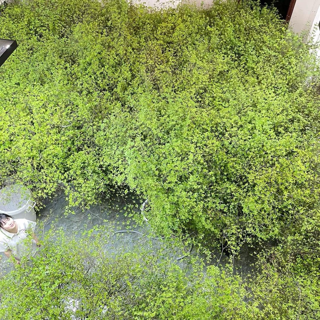 爱兰苔藓（吊钟马醉木）