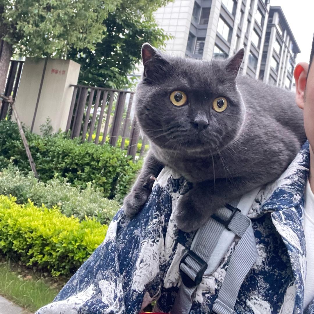 蓝宣仔