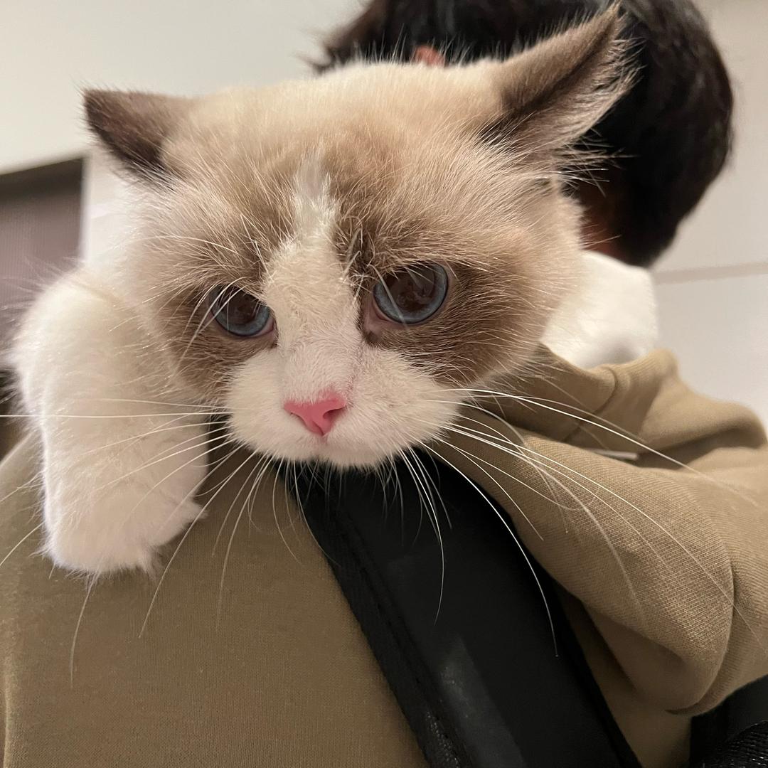 年冬悲伤小猫