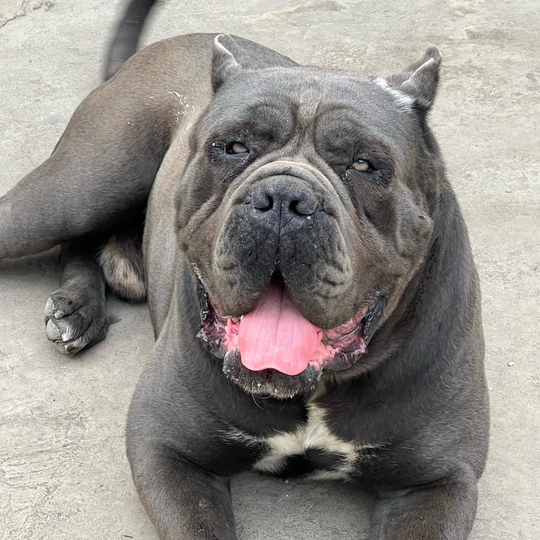 鑫悦猛犬