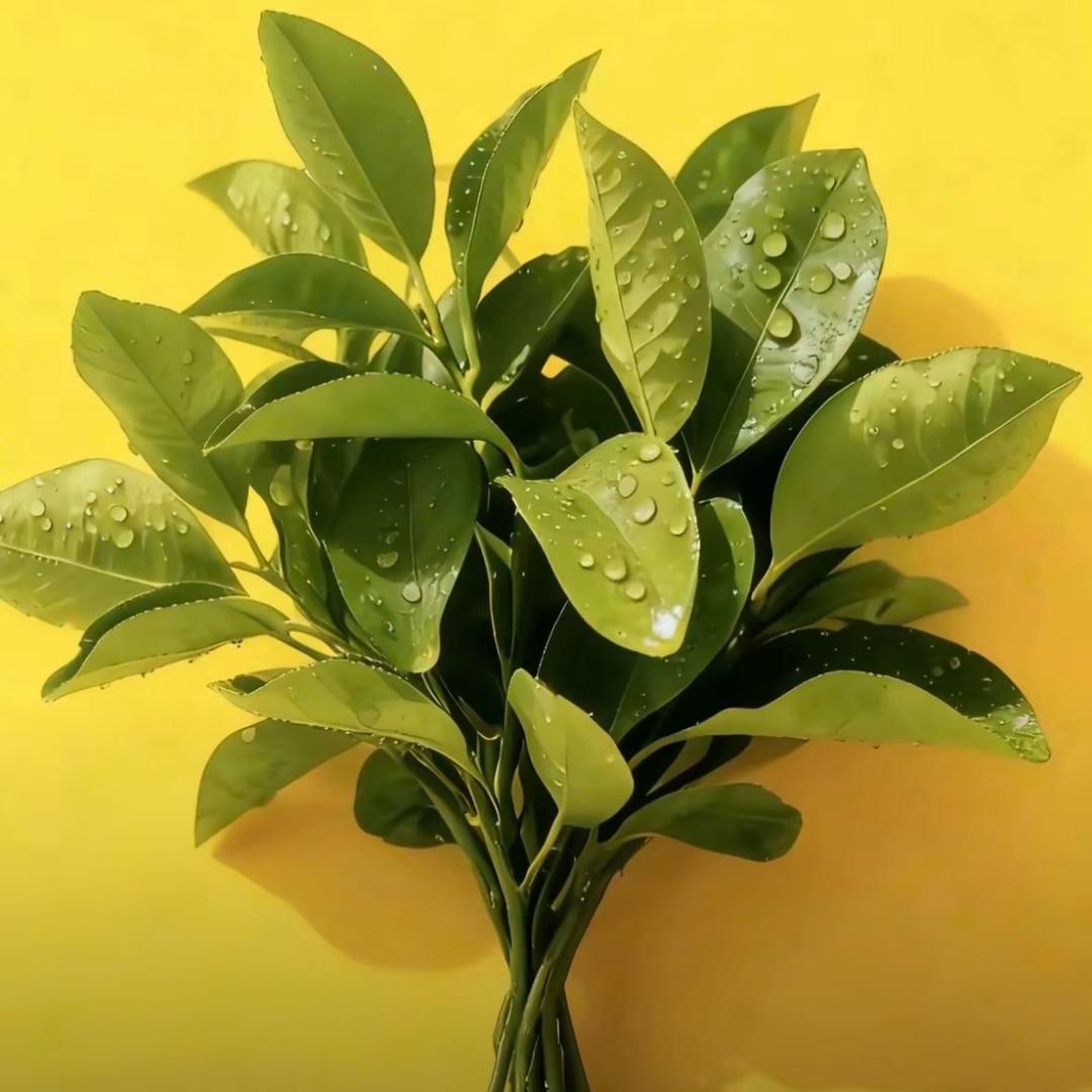 静而不争、万般随缘