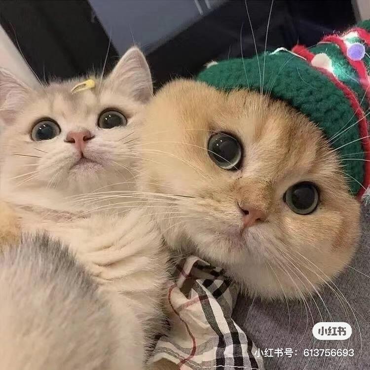 宠物猫狗（丸猫）