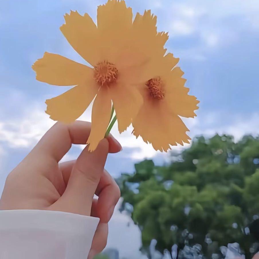 手心里的阳光