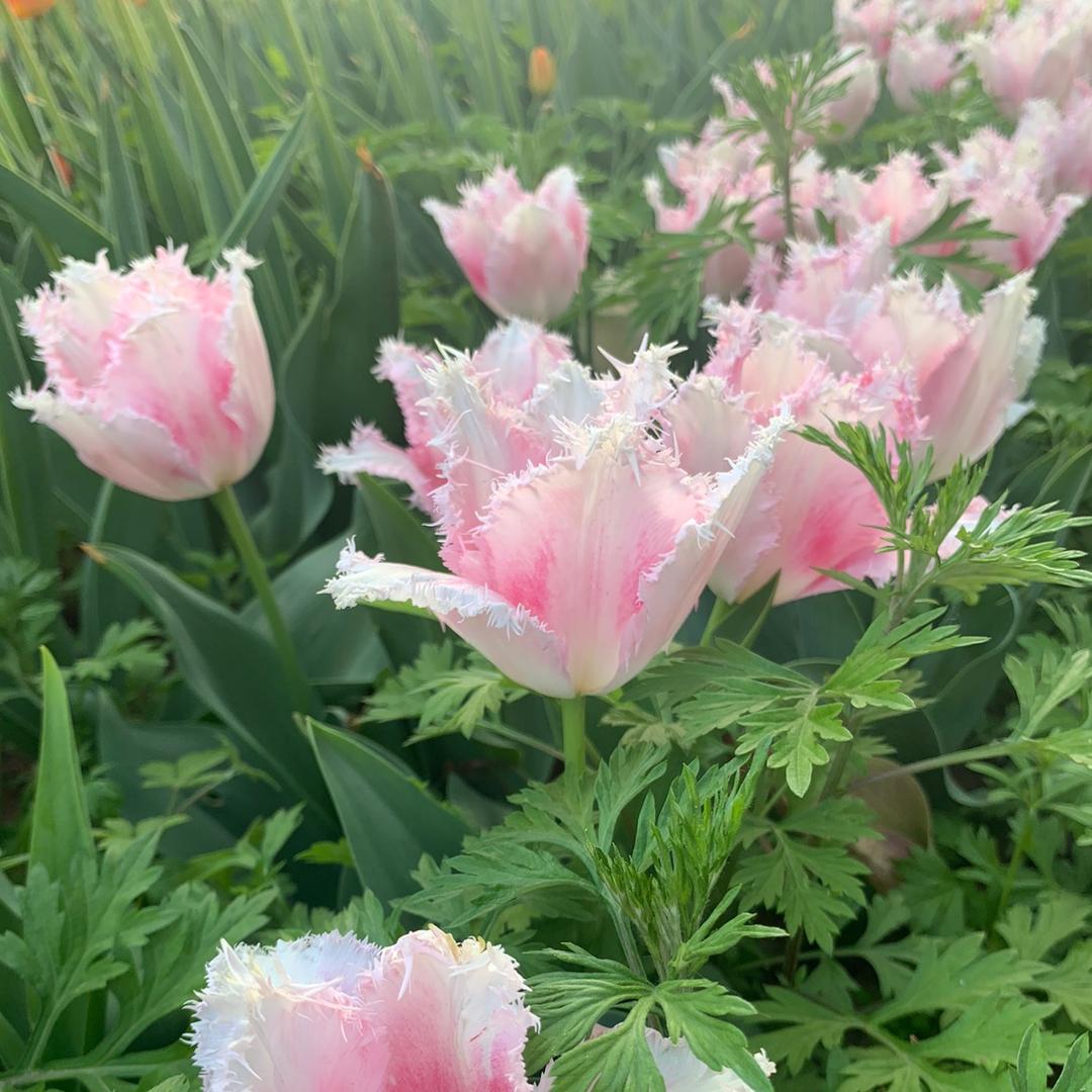 用户9472472250549微微细雨