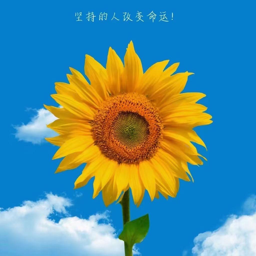 浪漫宝宝