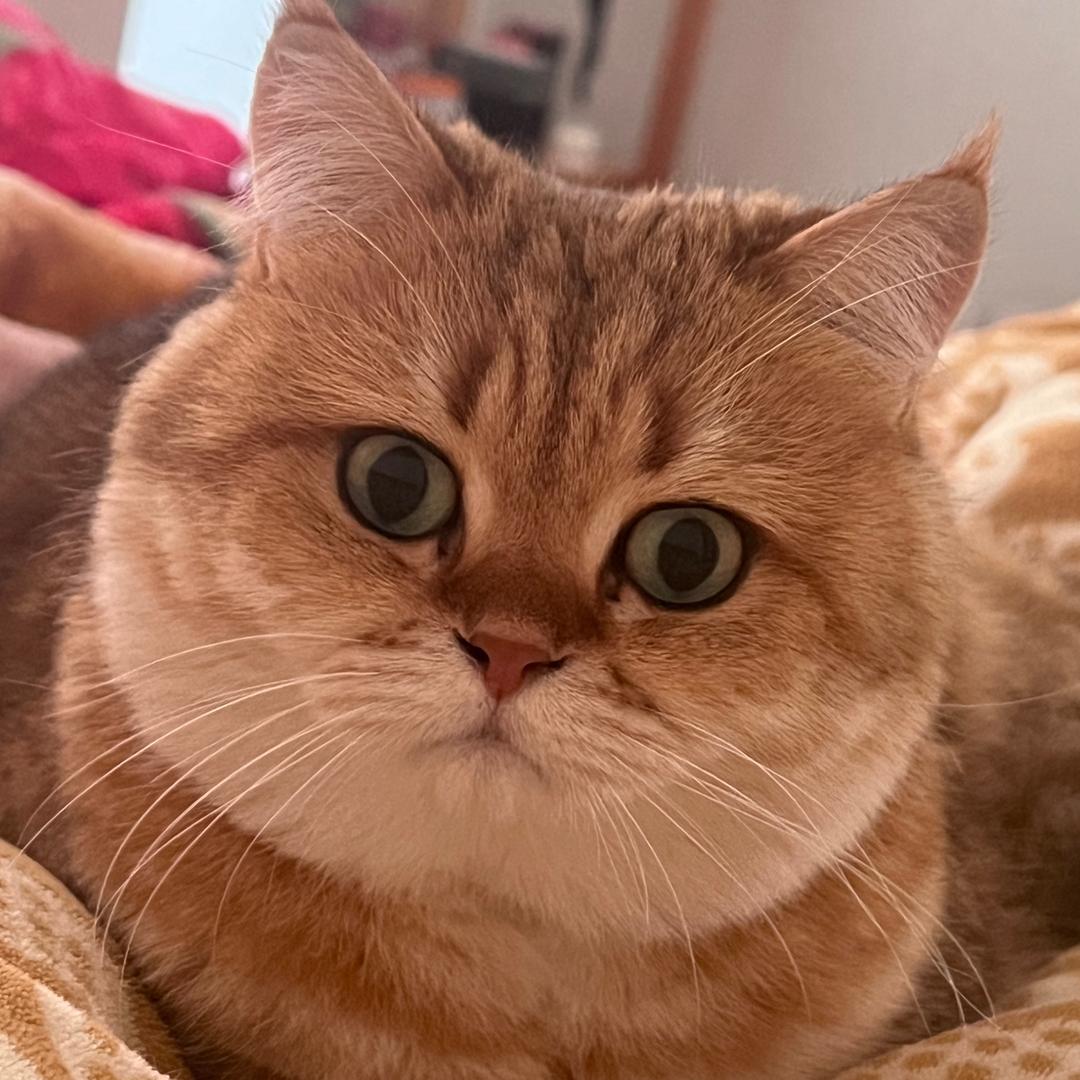 我是一个苹果