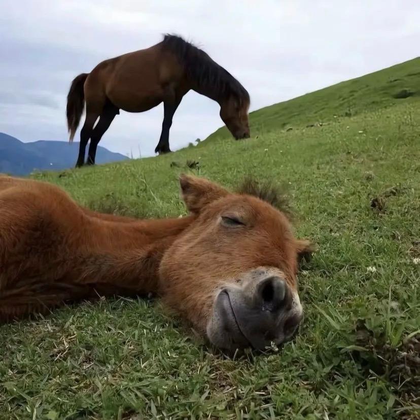 牛马吃草