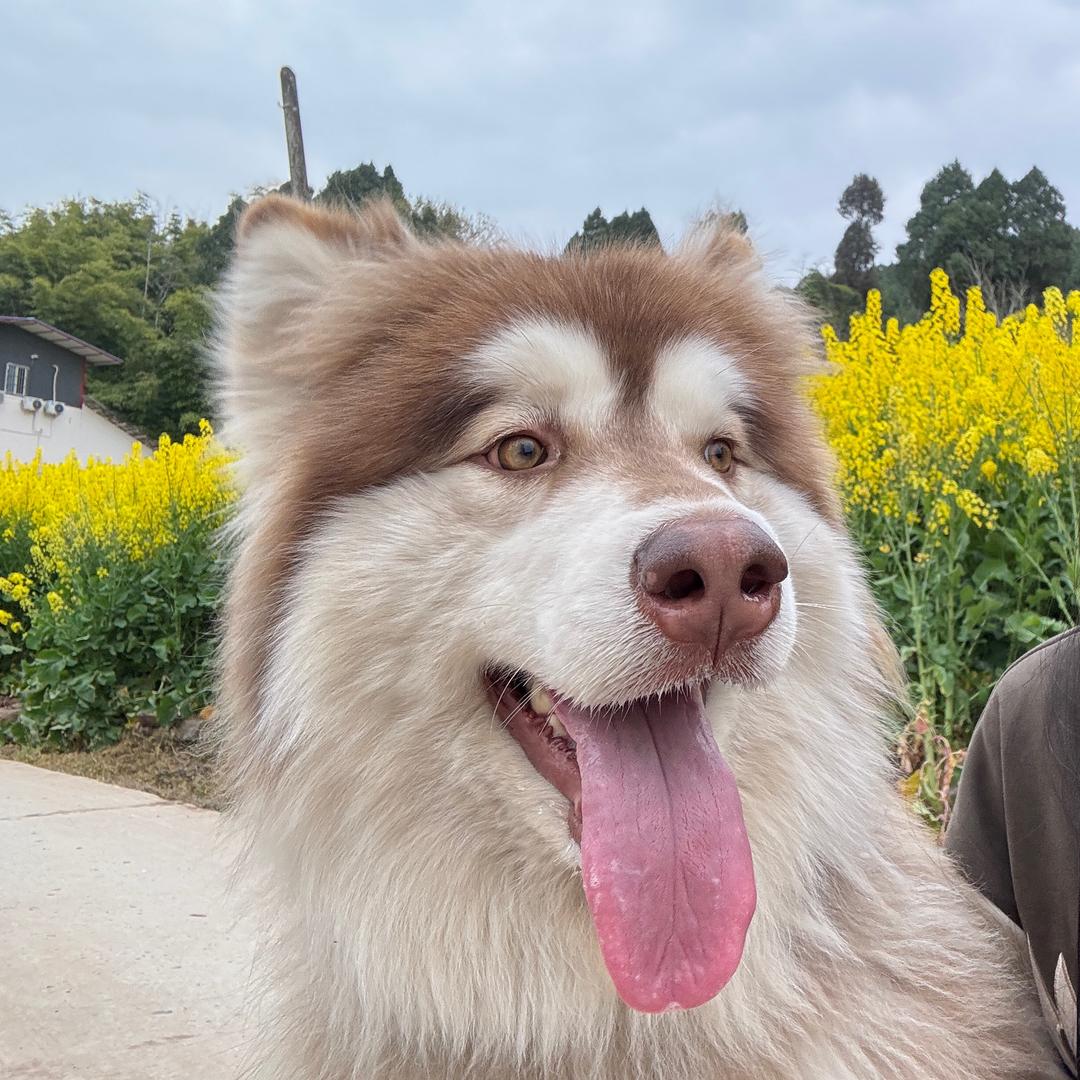 小香猪在转圈圈