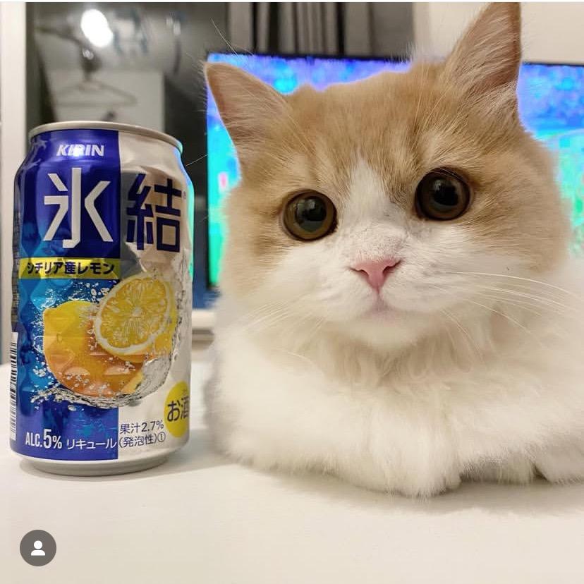 小猫咪～