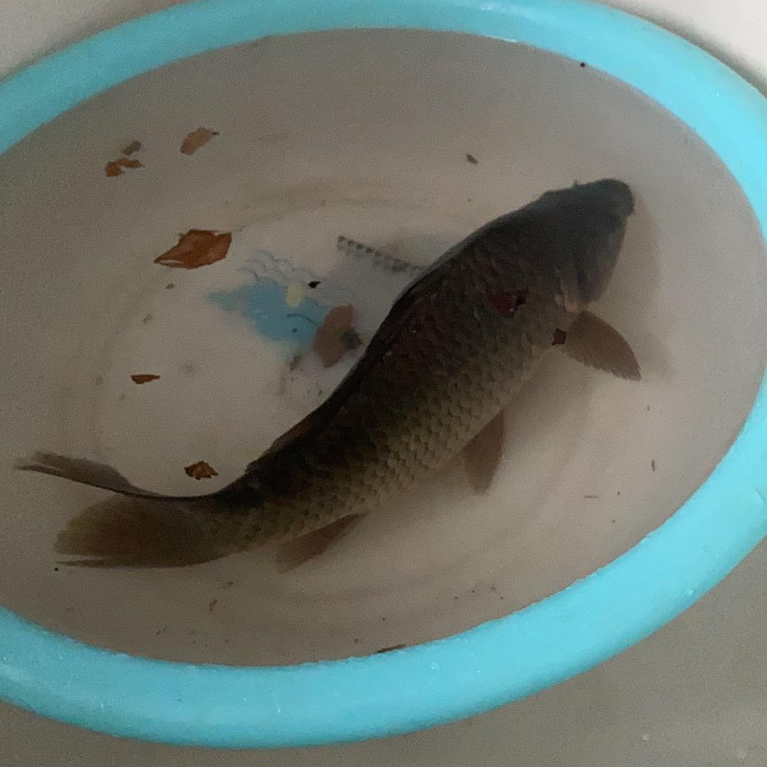 三文鱼