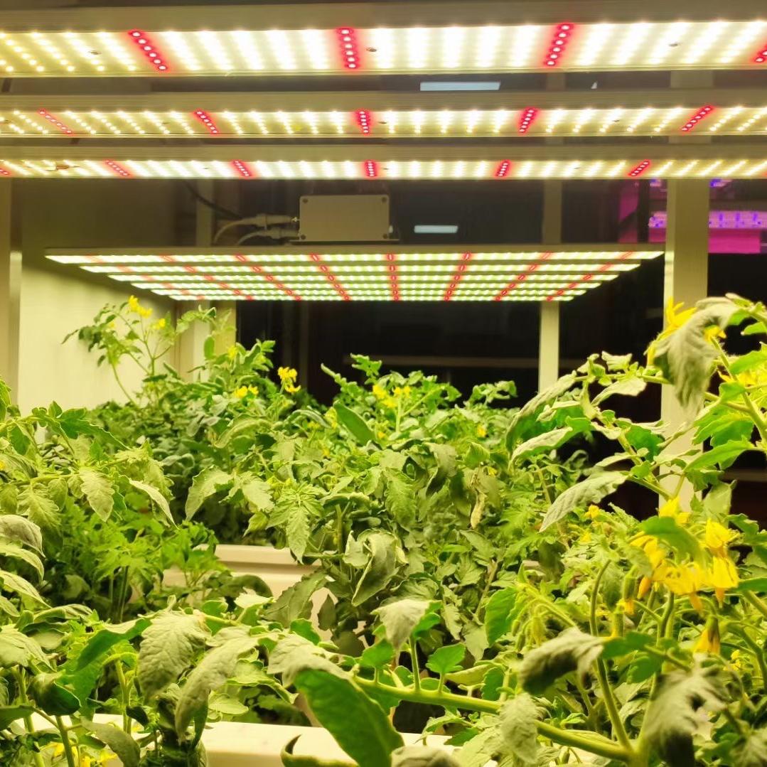 伟照业植物照明