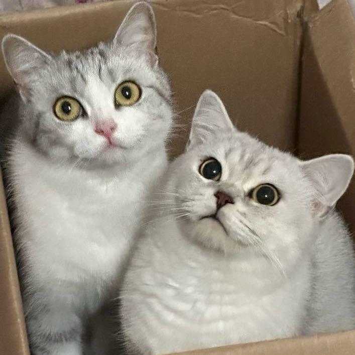 可可可