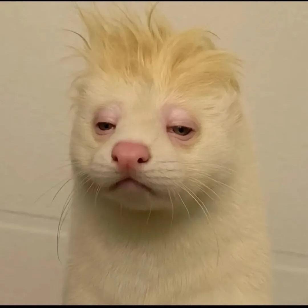 豹豹