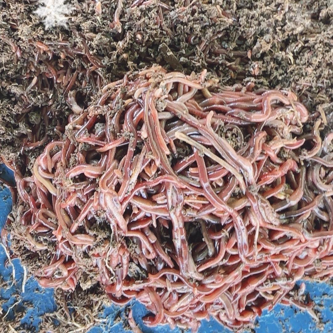 🪱养蚯蚓的小李（苏北最大规模养殖场）