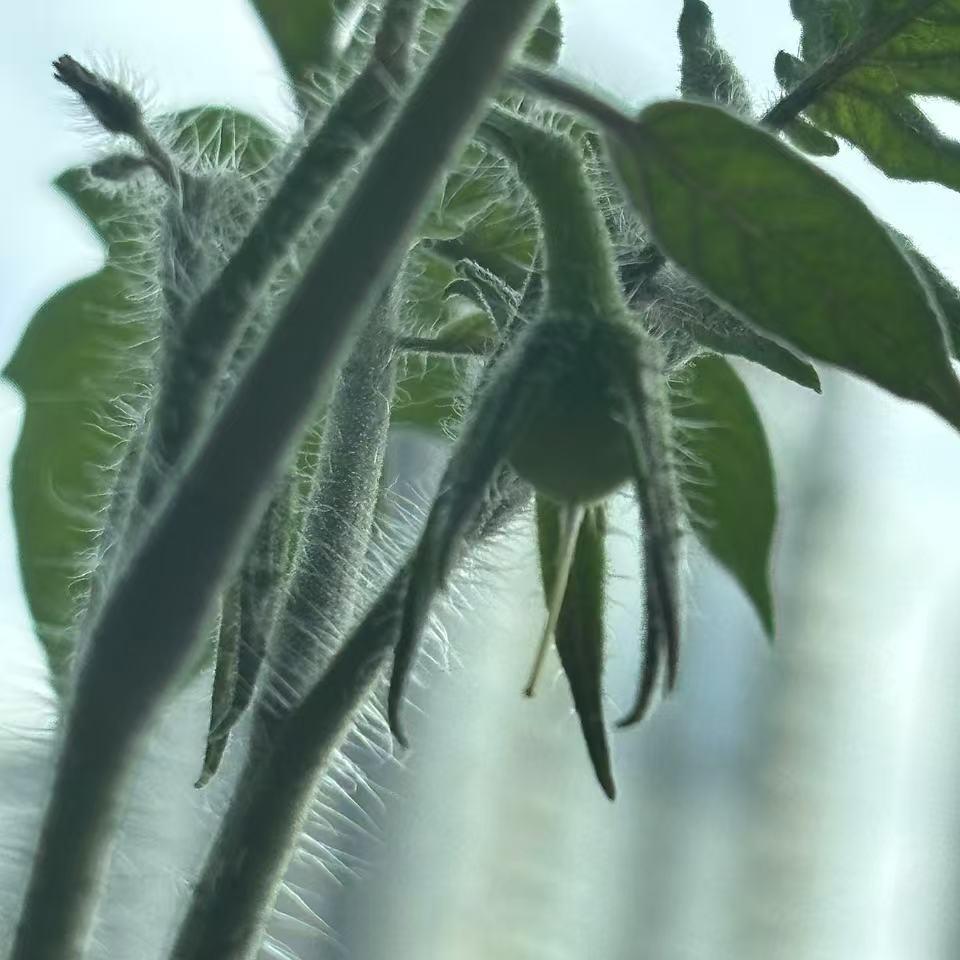 紫晴131