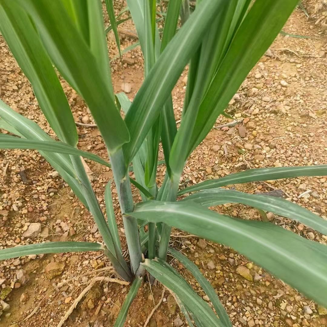 科冠生态农业