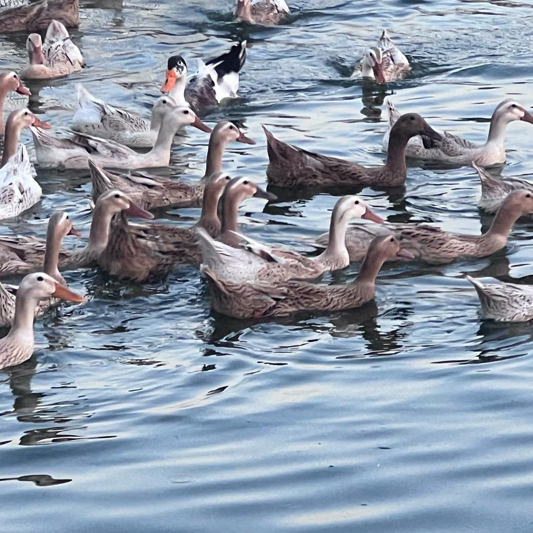 河南光山强正养殖-小郑