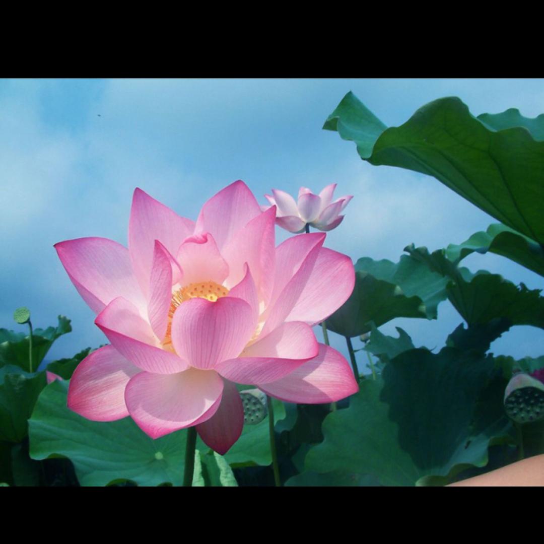荷花