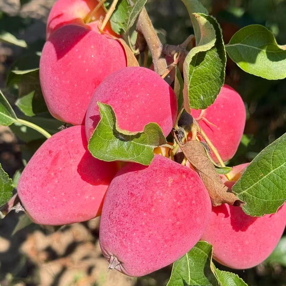 遇果缘东北果业