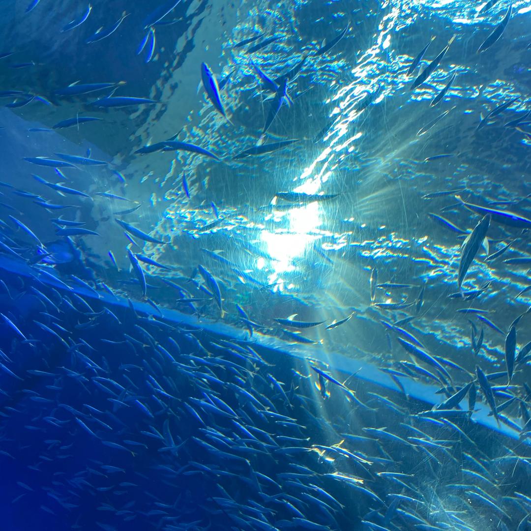 柿子