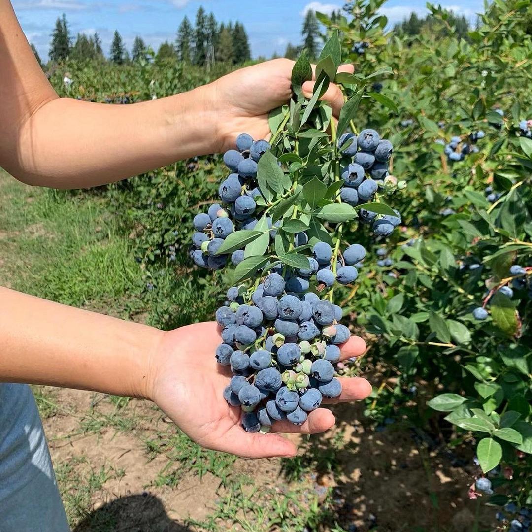老沂蒙果苗基地