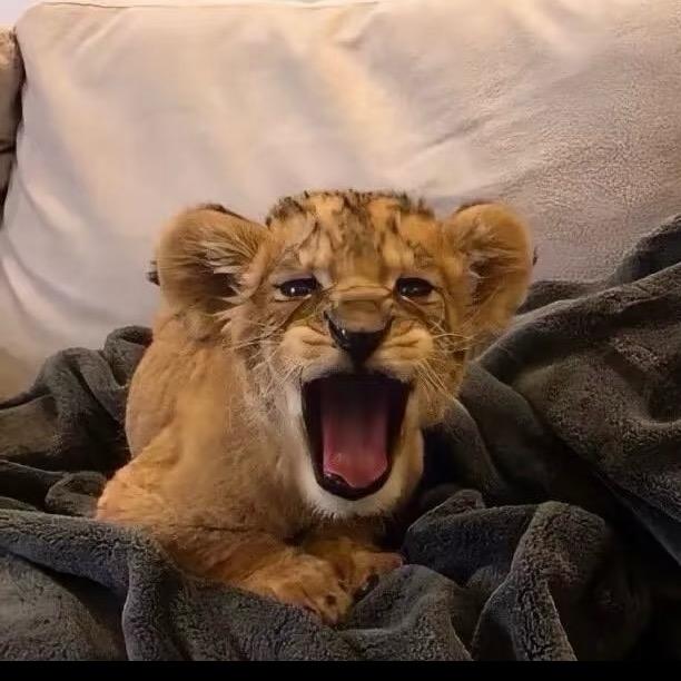 豹豹🐆