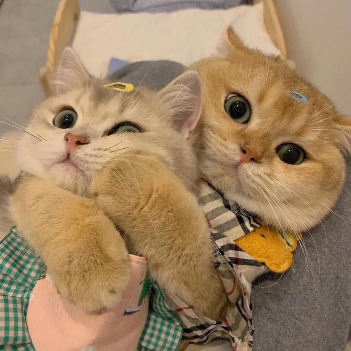 🌟魅力之星🌟