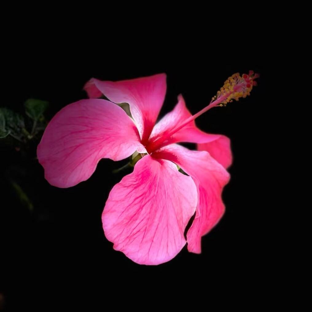 🌸秀🌸