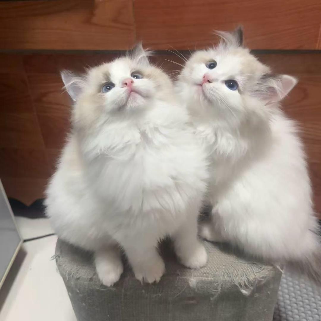 西和县有猫腻猫咖馆